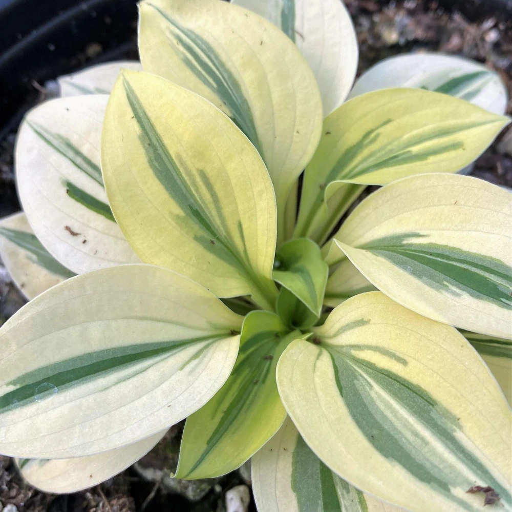 5 Mixed Hosta Live Plants – Perennial Rhizomes for Shade Gardens – Mixture of Colors – Zones 3-9 - Image 8