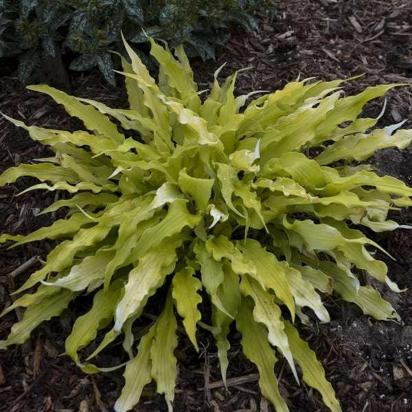 5 Mixed Hosta Live Plants – Perennial Rhizomes for Shade Gardens – Mixture of Colors – Zones 3-9 - Image 9