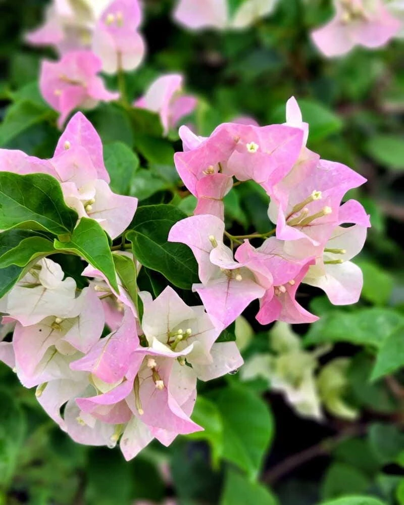 5 Pack Color Blast Bougainvillea Live Plant Starter Plants, Assorted Colors, 2.5x4 inch Pot - Image 2