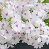 5 Pack Creeping Phlox 'Amazing Grace' Live Plant - White Flowers Ground Cover - Image 1