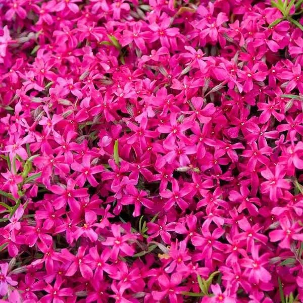 5 Pack Crimson Beauty Creeping Phlox Live Plant – Groundcover, Zones 3-9 - Image 3