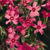 5 Pack Crimson Beauty Creeping Phlox Live Plant – Groundcover, Zones 3-9 - Image 1