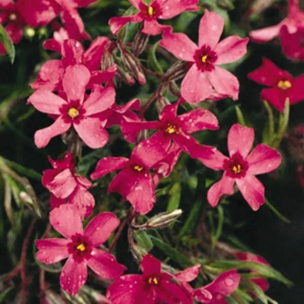 5 Pack Crimson Beauty Creeping Phlox Live Plant – Groundcover, Zones 3-9 - Image 1