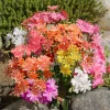 5 Pack Rainbow Mix Lewisia Live Plant - Vibrant Perennial Flowers for Gardens - Image 1