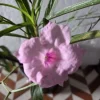 5 Pink Mexican Petunia Live Plants – Ruellia, 5-7" Tall Plugs, Indoor/Outdoor - Image 1