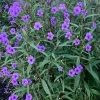5 Purple Mexican Petunia Live Plants – Ruellia – 5-7" Tall Plug Size – Indoor & Outdoor - Image 1