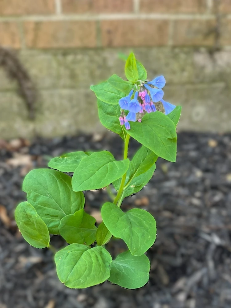 5 Virginia Bluebell Roots - Wildflower Bare Root Plants for Shade Gardens - Image 2