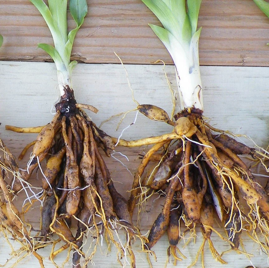 50 Wild Daylily Bare Root Plants - Hardy Perennial Root Systems - Image 2