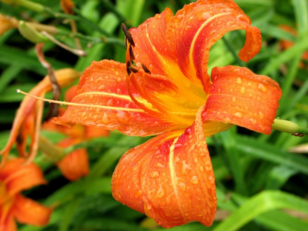 50 Wild Daylily Bare Root Plants - Hardy Perennial Root Systems - Image 1
