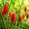 7 Awapuhi Shampoo Ginger Rhizomes - Pinecone Roots for Planting Outdoors - Image 1