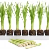 7 Live Lemongrass Starter Plants - 4-6 Inches Tall, Rooted Herb - Image 1
