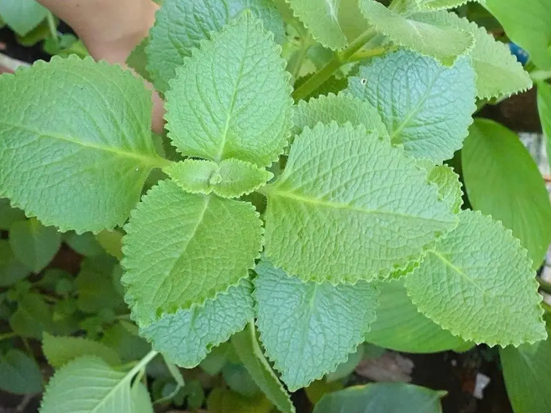 How to Grow Cuban Oregano Plants: A Complete Care Guide