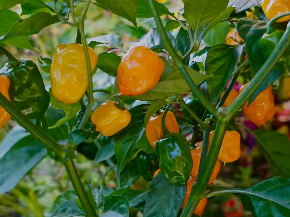 How to Grow Habanero Pepper Plants: A Step-by-Step Guide