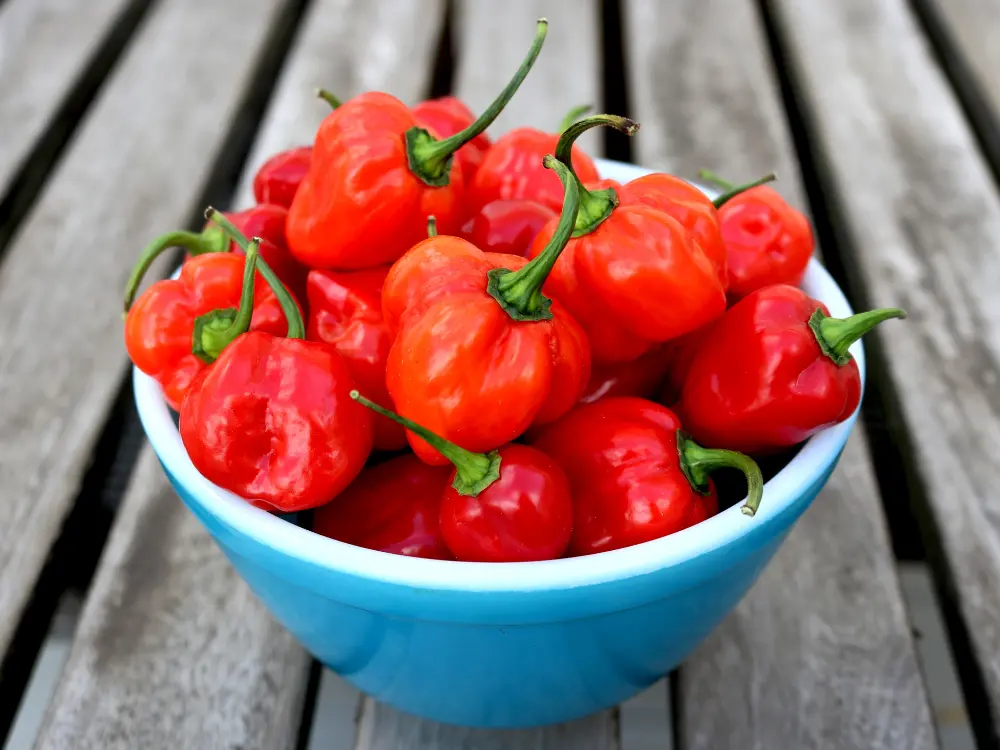 How to Grow Habanero Pepper Plants: A Step-by-Step Guide
