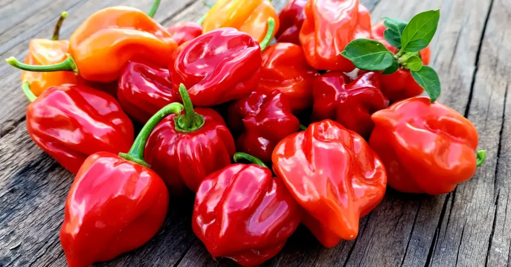 How to Grow Habanero Pepper Plants: A Step-by-Step Guide
