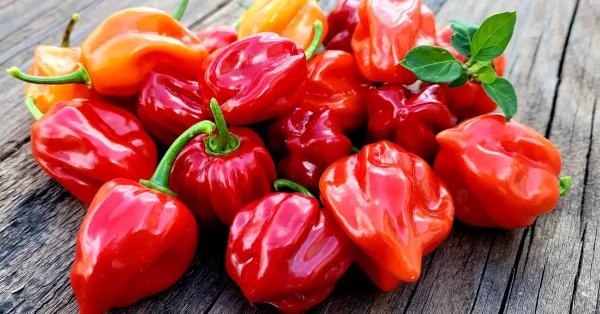 How to Grow Habanero Pepper Plants: A Step-by-Step Guide