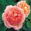 Abraham Darby Rose Live Plant 6 inch - Fragrant English Rose Bush - Image 1