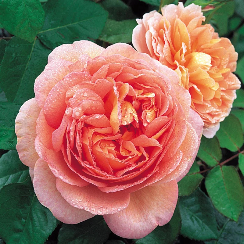 Abraham Darby Rose Live Plant 6 inch - Fragrant English Rose Bush - Image 1