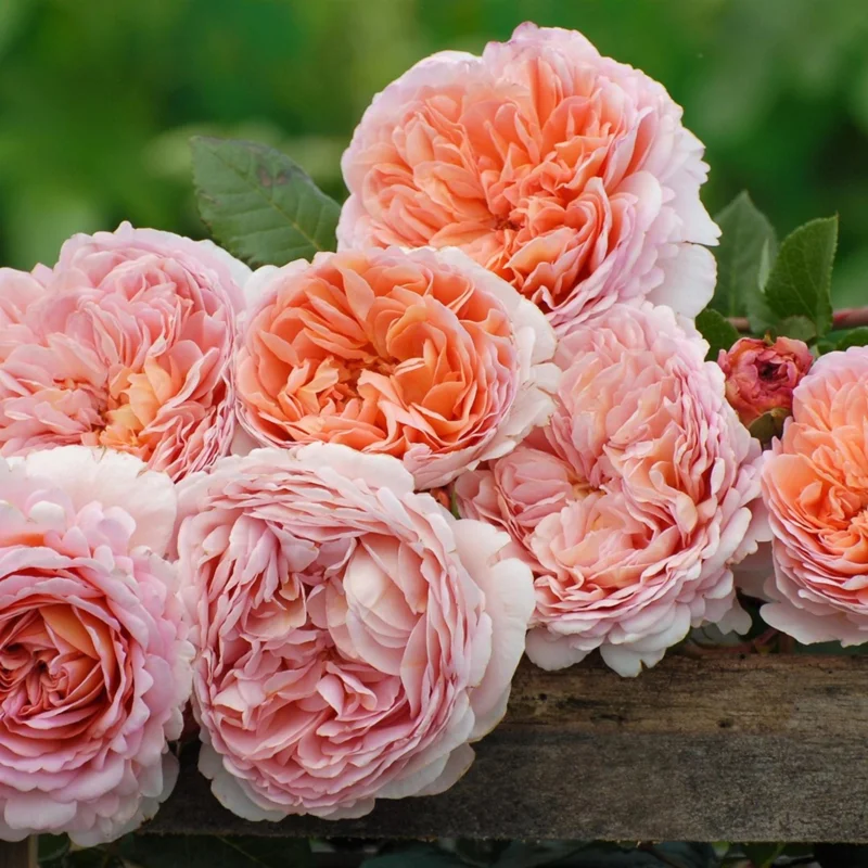 Abraham Darby Rose Live Plant – 6 inch Specimen – Fragrant Apricot-Pink Blooms – Outdoor Shrub or Climber - Image 4