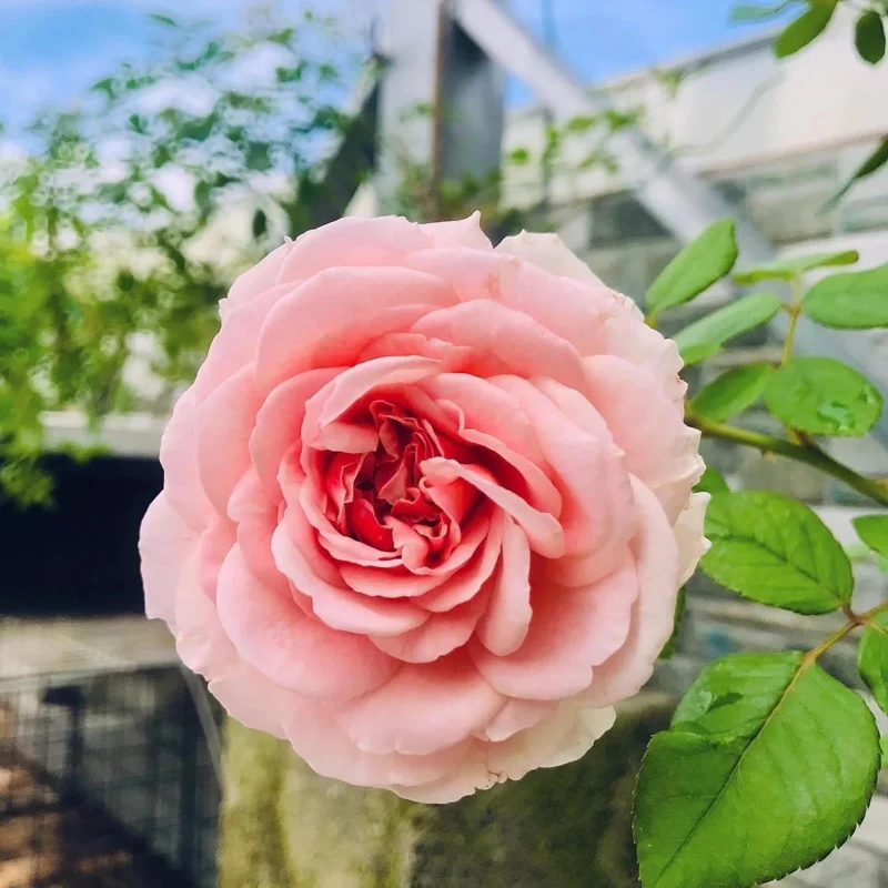 Abraham Darby Rose Live Plant – 6 inch Specimen – Fragrant Apricot-Pink Blooms – Outdoor Shrub or Climber - Image 5