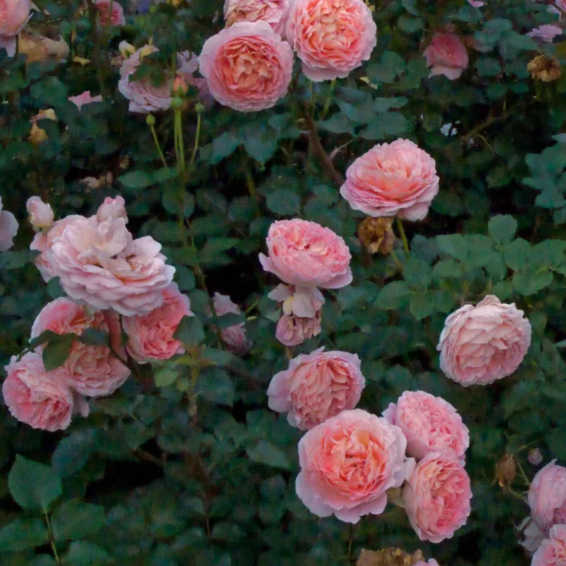 Abraham Darby Rose Live Plant – 6 inch Specimen – Fragrant Apricot-Pink Blooms – Outdoor Shrub or Climber - Image 6