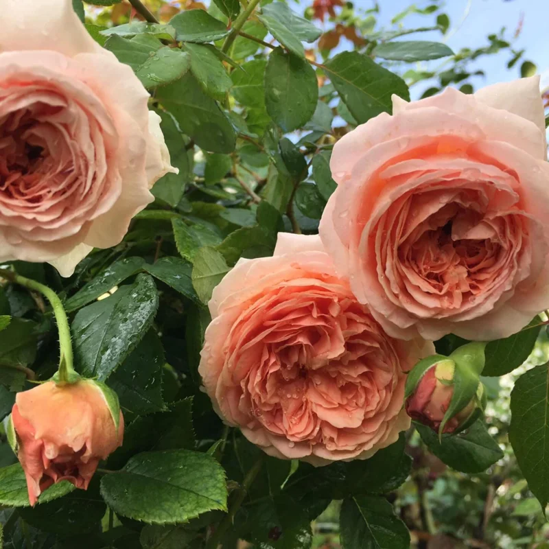 Abraham Darby Rose Live Plant – 6 inch Specimen – Fragrant Apricot-Pink Blooms – Outdoor Shrub or Climber - Image 7