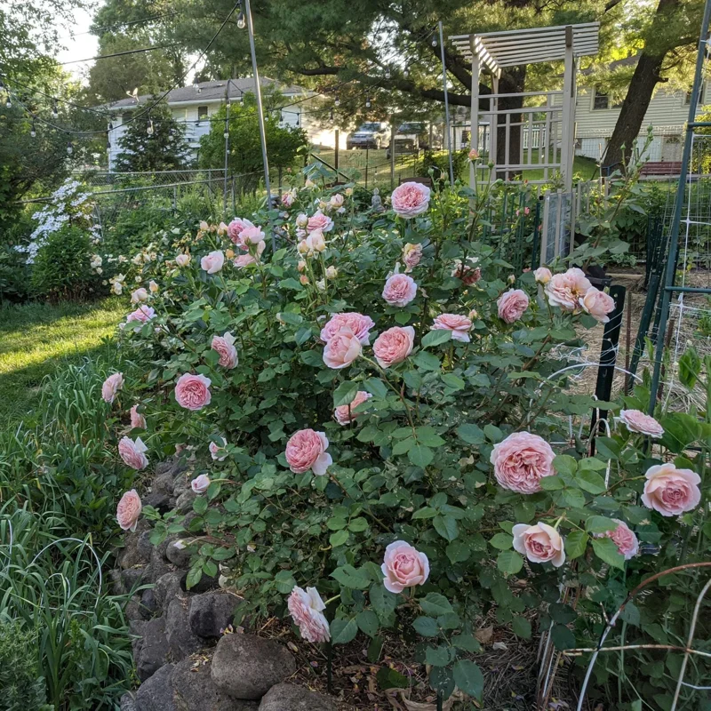 Abraham Darby Rose Live Plant – 6 inch Specimen – Fragrant Apricot-Pink Blooms – Outdoor Shrub or Climber - Image 8