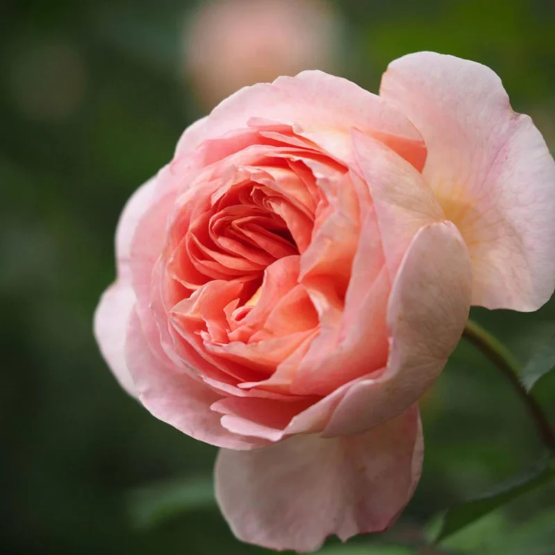 Abraham Darby Rose Live Plant – 6 inch Specimen – Fragrant Apricot-Pink Blooms – Outdoor Shrub or Climber - Image 9