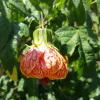 Abutilon Chinese Lantern Live Plant 7-12" Tall in 4" Pot - Flowering Houseplant - Image 1