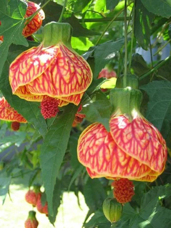 Abutilon Orange Tiger Live Plant - 4-6" Tall Bell Hibiscus Tropical Flowering Houseplant - Image 2