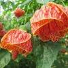 Abutilon Orange Tiger Live Plant - 4-6" Tall Bell Hibiscus Tropical Flowering Houseplant - Image 1