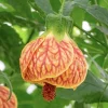 Abutilon Orange Tiger Live Plant - 4-6" Tall Bell Hibiscus Tropical Flowering Houseplant - Image 1