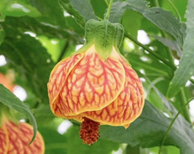 Abutilon Orange Tiger Live Plant - 4-6" Tall Bell Hibiscus Tropical Flowering Houseplant - Image 1