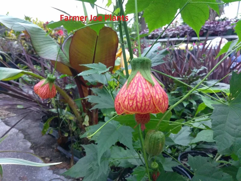 Abutilon Orange Tiger Live Plant – Flowering Maple – 4inch Pot – Indoor/Outdoor - Image 1