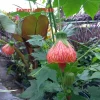 Abutilon Orange Tiger Live Plant - Flowering Maple, 4-inch Pot, Starter - Image 1