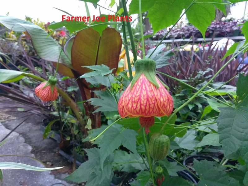 Abutilon Orange Tiger Live Plant - Flowering Maple, 4-inch Pot, Starter - Image 1
