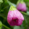 Abutilon Pink Flowering Live Plant 4-inch Tall Starter - Indoor/Outdoor - Image 1
