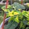 Abutilon Trailing Aurea Live Plant – Variegated Flowering Maple – 4 Inch Tall Starter Plant – Indoor/Outdoor - Image 1