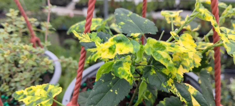 Abutilon Trailing Aurea Variegated Live Plant 4" Pot Starter Indoor/Outdoor - Image 1