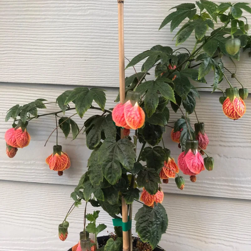Abutilon Variegated Peach Live Plant – 4 inch Starter Plant – Indoor/Outdoor - Image 2