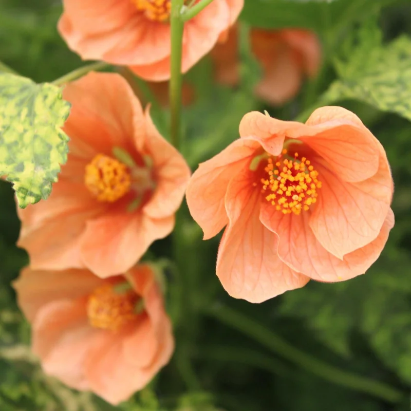 Abutilon Variegated Peach Live Plant – 4 inch Starter Plant – Indoor/Outdoor - Image 1