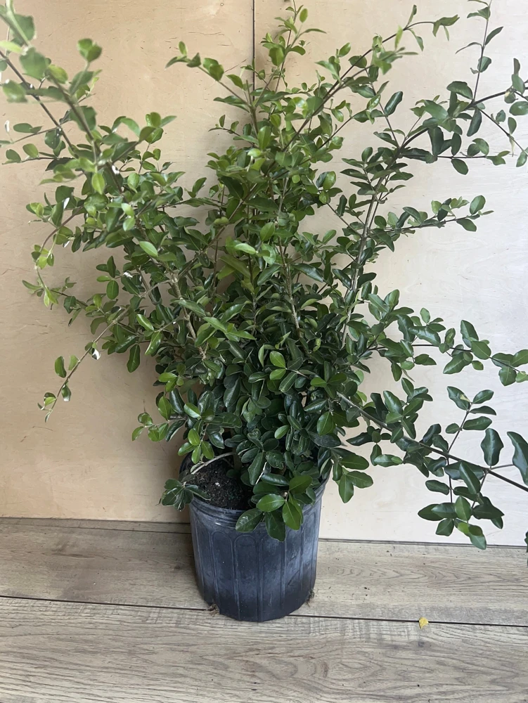 Acerola Cherry Live Plant (Barbados Cherry) in 10" Pot - Fruit Tree - Cannot ship to CA - Image 5