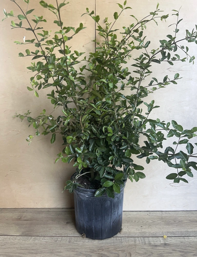 Acerola Cherry Live Plant (Barbados Cherry) in 10" Pot - Fruit Tree - Cannot ship to CA - Image 6