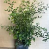 Acerola Cherry Live Plant (Barbados Cherry) in 10" Pot - Fruit Tree - Cannot ship to CA - Image 1