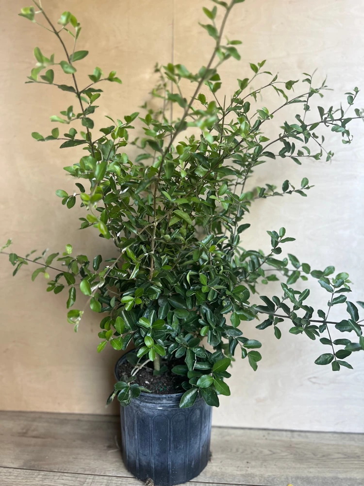 Acerola Cherry Live Plant – Barbados Cherry Tree in 10" Pot – Fruiting Shrub - Cannot ship to CA - Image 2