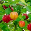 Acerola Cherry Live Plant – Barbados Cherry Tree in 10" Pot – Fruiting Shrub - Cannot ship to CA - Image 1