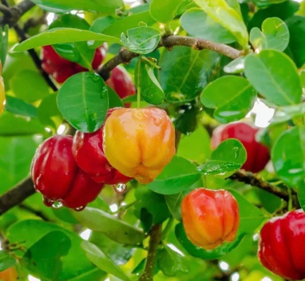 Acerola Cherry Live Plant – Barbados Cherry Tree in 10" Pot – Fruiting Shrub - Cannot ship to CA - Image 1