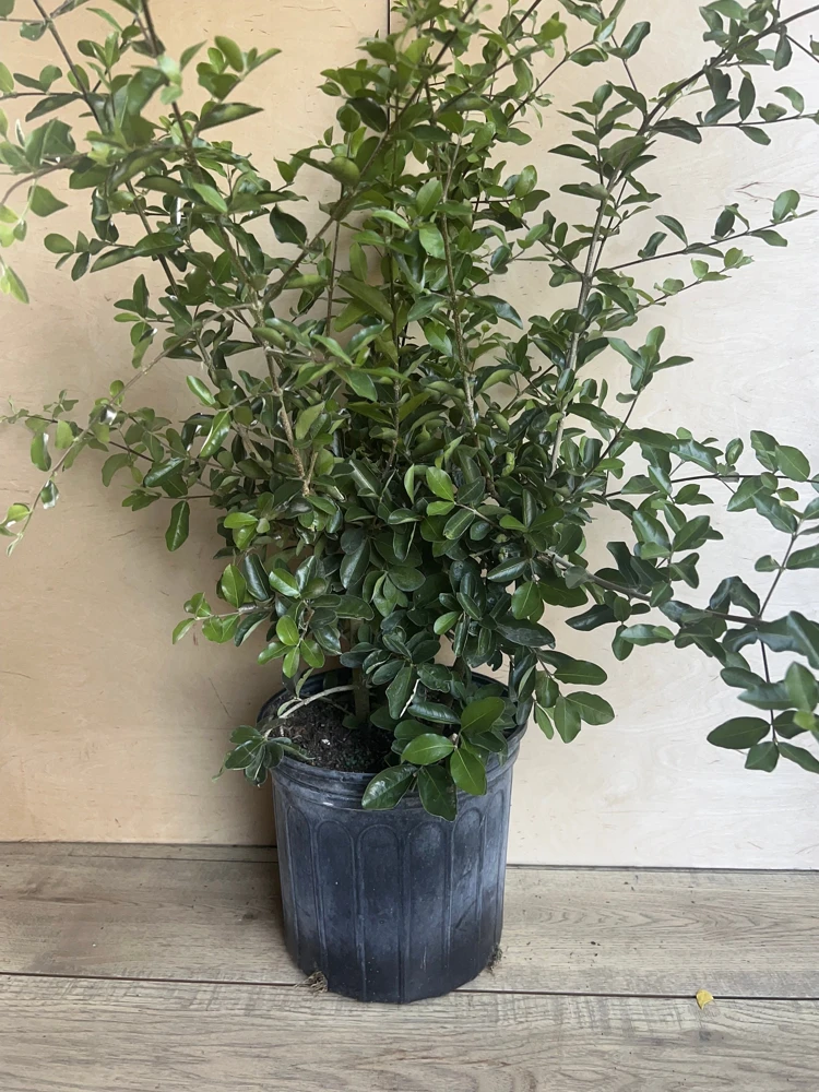 Acerola Cherry Live Plant – Barbados Cherry Tree in 10" Pot – Fruiting Shrub - Cannot ship to CA - Image 3
