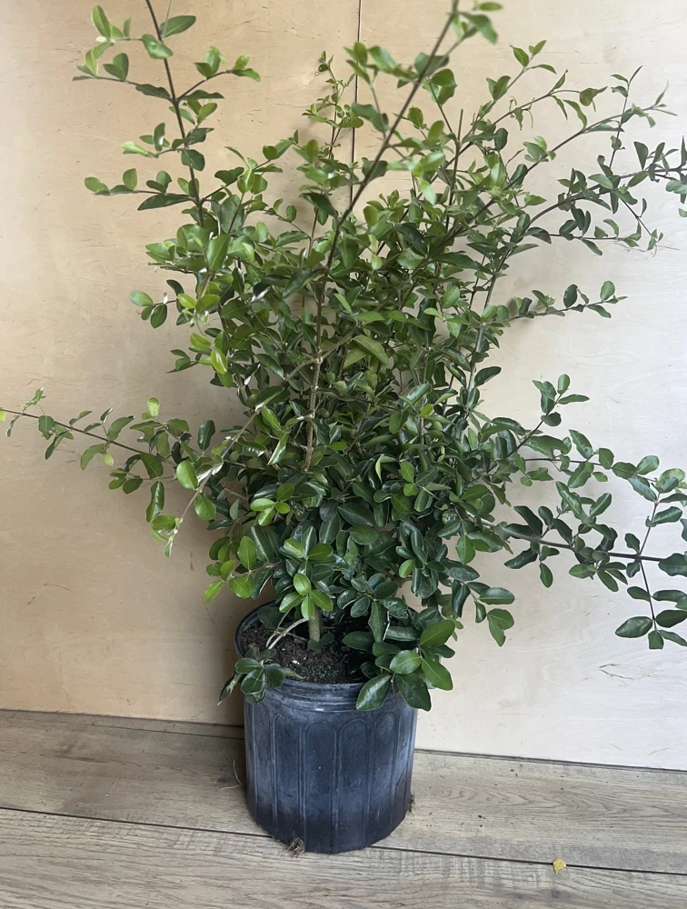 Acerola Cherry Live Plant – Barbados Cherry Tree in 10" Pot – Fruiting Shrub - Cannot ship to CA - Image 4