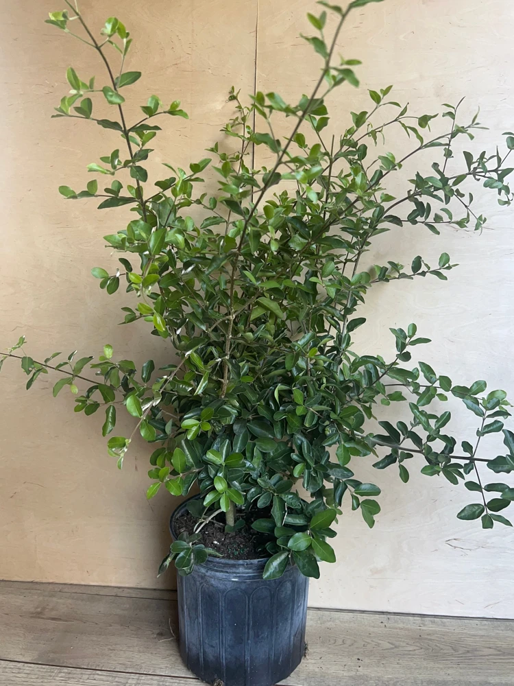 Acerola Cherry Live Plant – Barbados Cherry Tree in 10" Pot – Fruiting Shrub - Cannot ship to CA - Image 7